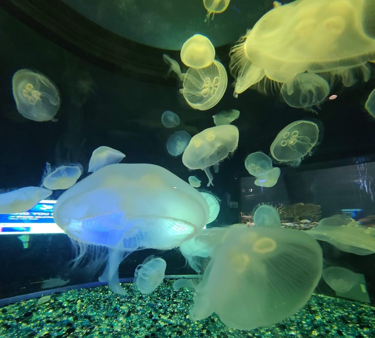 OdySea Aquarium (Scottsdale,&nbspAZ)